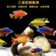 樂淘逸寵三湖慈鯛活體馬鯛魚中小型熱帶觀賞魚淡水巖棲鯛魚 5-7cm鯛魚混搭10條