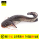 禾人鯰魚(yú) 新鮮鯰魚(yú)鲇魚(yú)黏魚(yú) 胡子鰱生仔魚(yú) 宰殺后凈膛真空發(fā)貨 總重5斤 [1條5斤或2條2.5斤]現(xiàn)宰