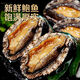 新鮮鮑魚(yú)活凍鮑魚(yú)鮑魚(yú)新鮮海鮮水產(chǎn)貝類(lèi)包郵 【10頭左右/斤】鮑魚(yú)2斤裝