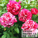 耐寒薔薇花苗爬藤四季開花室內(nèi)盆栽室外藤本月季玫瑰花卉易活植物 伊蕾莎斯特 灌木 精品花苗 不含盆