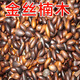 花俊正宗金絲楠木樹(shù)種子四川小葉楠細葉金絲楠楨楠南木種子 金絲楠木種子30粒