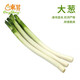 東升大蔥約300g 京蔥燒烤調(diào)料 廣州供港蔬菜新鮮配送