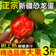 采緹（CAITI）新疆恐龍蛋味帝紅肉李子新鮮水果特產(chǎn)紅布林脆李孕婦當季整箱 凈重三斤裝