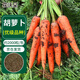 花沃里胡蘿卜種子10g約2000粒 蔬菜種子三紅七寸水果蘿卜秋冬季白菜種籽