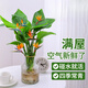 壹植水培天堂鳥(niǎo)盆栽花卉植物室內客廳綠植桌面鶴望蘭吸甲醛四季好養活 精品水培天堂鳥(niǎo)50-60厘米3棵 不含盆