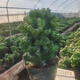 玉麒麟盆栽多肉植物麒麟掌陽臺桌面室內(nèi)帶根盆景耐旱彩麒麟虎頭山 玉麒麟  大號【30~40cm高】送肥 不含盆