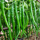 昂啟杭椒種子陽臺(tái)種菜蔬菜杭椒線椒香辣杭椒菜種庭院盆栽種植辣椒籽 原廠包裝(約400粒)