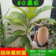 新品種媽咪果苗耐寒果樹(shù)苗南北方種植庭院陽(yáng)臺當年結果帶土帶葉發(fā) 馬伽娜 馬伽娜30-40CM（一棵）