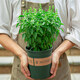九層塔盆栽陽臺室外金不換可食用香草香料植物四季常青薄荷羅勒葉 九層塔 含盆