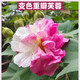 壹植芙蓉花樹(shù)苗盆栽重瓣三醉芙蓉花苗室內外庭院耐寒種植四季開(kāi)花植物 變色重瓣芙蓉花【1棵】原土杯 不含盆