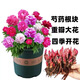 】四季開花濃香芍藥大花重瓣耐寒耐熱驅(qū)蚊蟲室內(nèi)外養(yǎng)不死花卉夏季 混色裝超值火爆四季濃香 精品5芽開16-20朵花