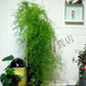 天門冬盆栽武竹絲耐寒植物綠植室內(nèi)陽臺(tái)垂吊花卉吊蘭常青p 口徑14厘米花盆一盆的量25厘米左右高 不含盆