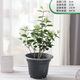 幼薇茉莉花盆栽花苗四季常青植物室內花卉開(kāi)花不斷綠植盆栽 茉莉花老樁+塑料簡(jiǎn)易盆一棵 帶盆栽好