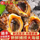 伊杰蔻鮮活海螺超大海螺海鮮貝類水產(chǎn)螺類當(dāng)天捕撈 500g  1斤裝  12-14只左右斤