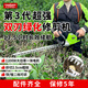 TOMSPOWER充電式綠籬機(jī)電動(dòng)修剪機(jī)托馬斯園林綠化剪茶葉背負(fù)式茶樹修粗枝機(jī) 雙刃24V重修款+30A(13.5小時(shí))