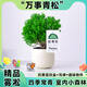 臨雅霧凇放青松綠植好養活四季桌面室內盆栽源頭直發(fā)包郵 奶黃豎紋盆