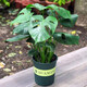 莎之槿園藝【新手養殖】杜鵑花四季開(kāi)花盆栽花卉綠植辦公室紅掌龜背竹發(fā)財樹(shù)鴻運當頭綠蘿茉莉梔子花室內盆栽 龜背竹 含盆