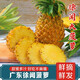 南步廣東徐聞大菠蘿 湛江特產(chǎn)香甜大果香水菠蘿應季新鮮熱帶水果 精選9斤中果【5-7個(gè)】