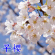 納邦正宗日本櫻花樹(shù)苗櫻花小苗庭院地栽盆栽花樹(shù)園林植物風(fēng)景樹(shù) 早櫻 0.5cm左右直徑