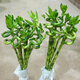 昊蘭諾水培花卉富貴竹綠植盆栽室內(nèi)盆栽植物水培荷花竹帶根 轉(zhuǎn)運(yùn)竹5支50高左右 不含盆
