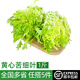綠食者 新鮮黃心苦菊500g 苦葉生菜苦細葉苦苣狗牙生菜西餐沙拉蔬菜食材