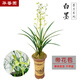 華香園蘭花 濃香墨蘭 白墨 冬帶花苞 辦公室內盆栽盆景耐陰優(yōu)雅植物 白墨 1棵3苗 帶花苞  裸根發(fā)貨