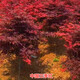 紅楓樹苗 三季紅楓苗中國紅楓紅舞姬紅楓樹苗嫁接紅楓苗庭院盆栽景觀樹 三季紅 1.5公分 苗