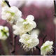 龍辰語(yǔ)梅花盆景樹(shù)樁梅花樹(shù)苗臘梅苗紅梅綠梅烏梅花苗盆栽美人梅花苗梅 白梅 4年苗以上當(dāng)年開(kāi)花
