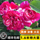 坤卉薔薇花苗爬藤耐寒藤本月季特大爬墻花卉陽(yáng)臺盆栽庭院植物四季開(kāi)花 伊蕾莎斯特（當年開(kāi)花爆滿(mǎn)） 1.6米左右爬藤特大苗