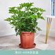 瑰瑋鴨腳木盆栽鵝掌木辦公室客廳室內外綠植四季常青清新空氣植物花卉 高50-60cm含膠盆 含盆
