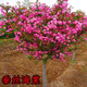 高桿西湖海棠樹(shù)苗海棠苗海棠小苗庭院綠化苗木盆栽樹(shù)苗地載南方北方種植樹(shù)苗 垂絲海棠 2公分粗
