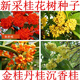 新采桂花種子桂花樹(shù)籽四季桂嫁接狀元紅朱砂桂金銀丹桂八月桂花苗盆景QCDD 桂花種子50粒