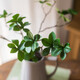 掬涵 日本瓣葉枝仿真綠植吊鐘假植物裝飾花藝擺件日式北歐禪意藝術(shù) 瓣葉枝春色(小)（高45cm）