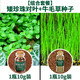 瘋狂水草（FKSC）魚缸造景水草種子水族箱裝飾前景草迷你小對(duì)葉草坪活體真水草 【組合套餐】矮珍珠對(duì)葉+牛毛草種子