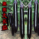 紫黑長(cháng)茄子種子黑長(cháng)茄種子露天大棚陽(yáng)臺盆栽易種茄子蔬菜種子大全 黑長(cháng)茄種子【1包 約100?！? title=
