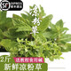  新鮮涼粉草2斤裝現(xiàn)摘現(xiàn)買綠涼粉燒仙草仙人草順豐