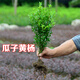 青意萱園林瓜子黃楊苗小葉黃楊苗綠化大葉黃楊苗雀舌黃楊苗庭院籬笆苗 20-30厘米10棵 10cm(含)-19cm(含)