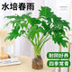 行湘水培綠植盆栽盆景桌面觀葉植物春羽3株30-35cm不含瓶 源頭直發(fā)