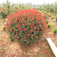 曼杉園（manshanyuan）紅葉石楠球庭院綠化苗木樹(shù)苗四季常青綠化綠籬行道樹(shù)高桿苗柱易活 紅葉石楠 毛球冠30厘米