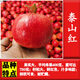 磊運石榴樹(shù)樹(shù)苗特大突尼斯軟籽石榴帶土地栽盆栽庭院果樹(shù)無(wú)籽石榴樹(shù)苗 泰山紅 3公分粗【當年結果】 70cm(含)-79cm(含)