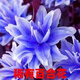 柏農重瓣香水百合花種球四季開(kāi)花好養易活盆栽鮮花庭院綠植物花卉種子 藍冰【5種球帶盆栽好發(fā)貨】
