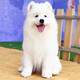 本秋薩摩耶犬幼犬寵物狗活體 純種雙血統(tǒng)薩摩熊版狼版 薩摩耶狗子幼崽 血統(tǒng)級 母