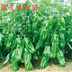 西芝蔬菜苗西紅柿苗茄子春季陽(yáng)臺庭院盆栽黃瓜苗青椒苗辣椒苗番 薄皮青椒苗1顆