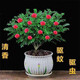 蓋淘清香木胡椒木驅蟲(chóng)盆栽綠植植物室內四季常青凈化空氣盆景花卉 紅花清香木（驅蚊蟲(chóng)） 5年苗（1顆當年開(kāi)花）+塑料盆