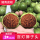老農(nóng)哥文玩核桃賭青皮【宮燈青皮】桃心玉璽粗筋圓潤(rùn)小眾把件麻核桃青果 56-57mm宮燈青果一對(duì)