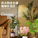邁睿星植物生長補(bǔ)光燈仿太陽全光譜室內(nèi)多肉陽臺綠物模擬光合作用光照燈 10瓦-1米6【暖白光】循環(huán)定時