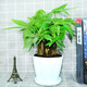 盆栽綠植 辦公室植物室內花卉觀(guān)葉植物小盆景帶花盆 12號(花瓣盆)三竿發(fā)財樹(shù) 帶盆栽好