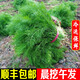 茗君鮮順豐包郵山東茴香菜新鮮茴香苗現(xiàn)摘頭茬葷香嫩葉小茴香餃子餡蔬菜 茴香1斤（順豐包郵）