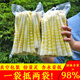 望田源2024竹筍小竹筍新鮮春筍嫩筍尖江西蔬菜火鍋筍子羅漢筍方竹筍 去殼牛尾筍6斤劃算裝