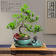 詩甲雀舌羅漢松真柏老樁盆景四季常青好養(yǎng)植物送禮盆景耐寒室內(nèi)外盆栽 羅漢松S造型+花盆+托盤小和尚